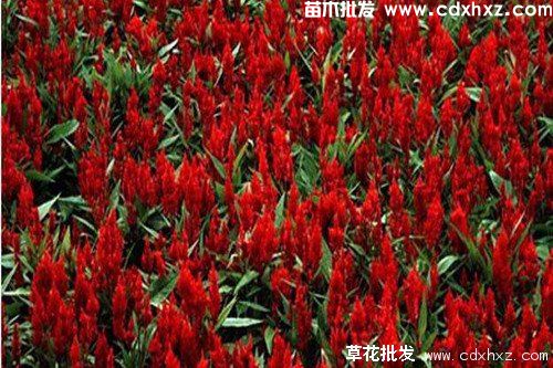 火炬花图片 火炬花图片