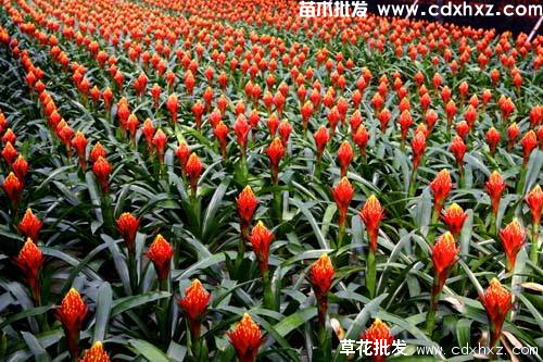 火炬花图片 火炬花图片