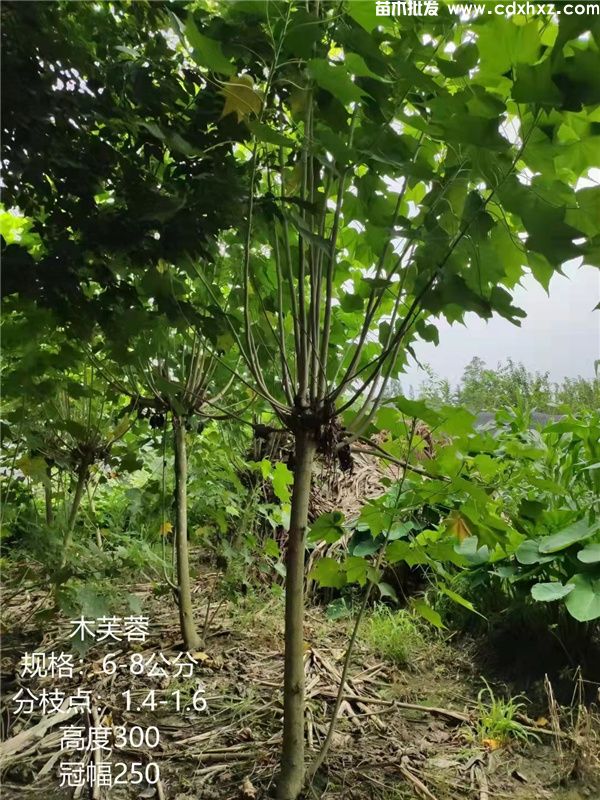 木芙蓉基地实拍图片 木芙蓉基地实拍图片