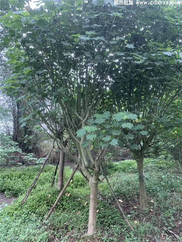 木芙蓉基地实拍图片 木芙蓉基地实拍图片