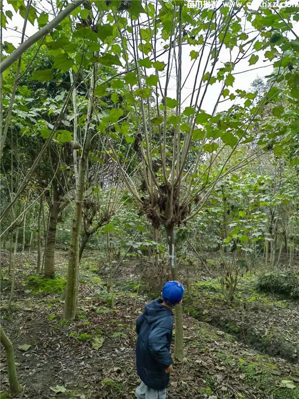 木芙蓉基地实拍图片 木芙蓉基地实拍图片