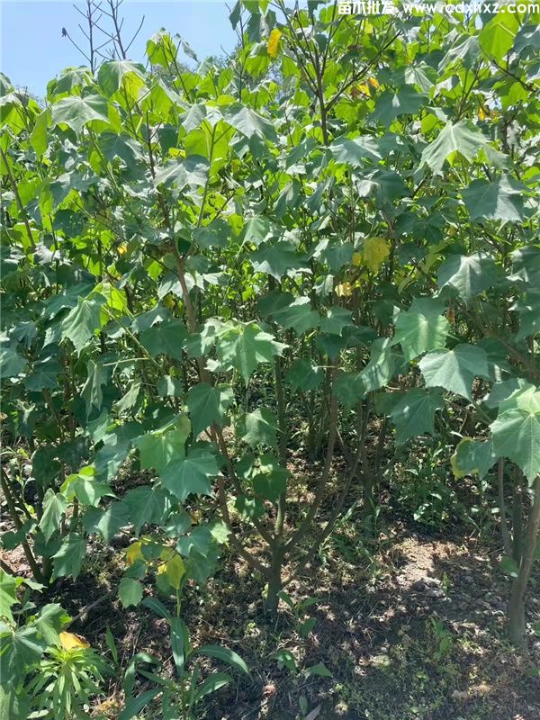 木芙蓉基地实拍图片 木芙蓉基地实拍图片