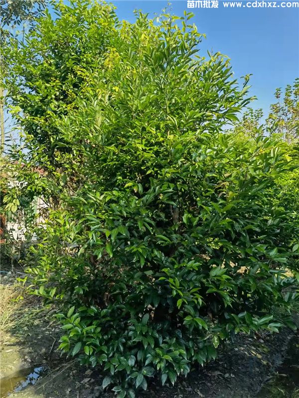 天竺桂基地实拍图片