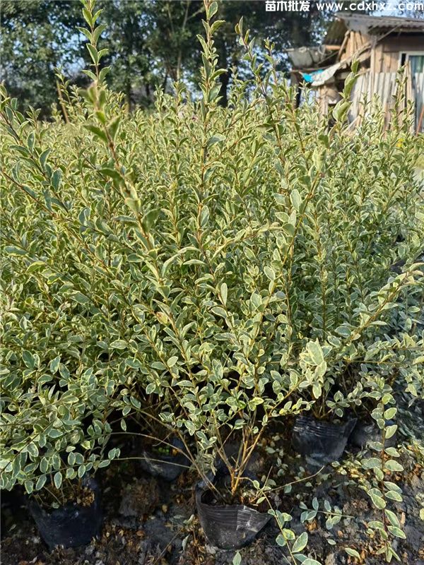 银姬小蜡基地实拍图片 银姬小蜡基地实拍图片