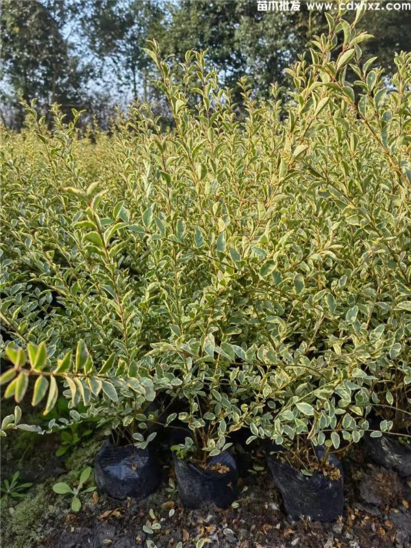 银姬小蜡基地实拍图片 银姬小蜡基地实拍图片