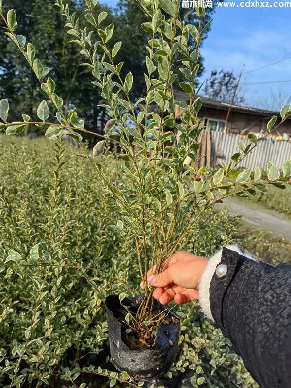银姬小蜡基地实拍图片 银姬小蜡基地实拍图片