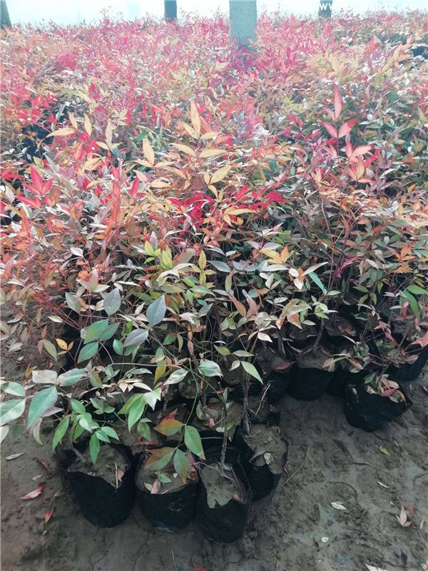 火焰南天竹基地实拍图片 火焰南天竹基地实拍图片