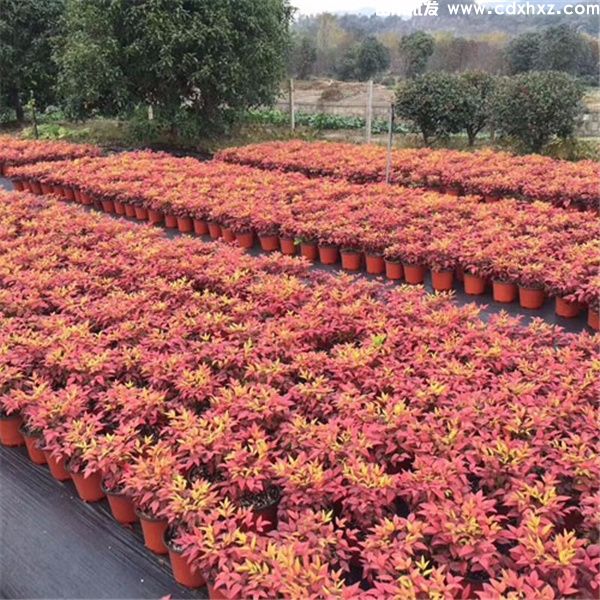 火焰南天竹基地实拍图片 火焰南天竹基地实拍图片