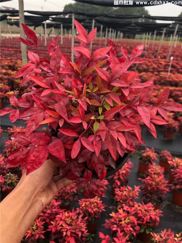 火焰南天竹基地实拍图片 火焰南天竹基地实拍图片