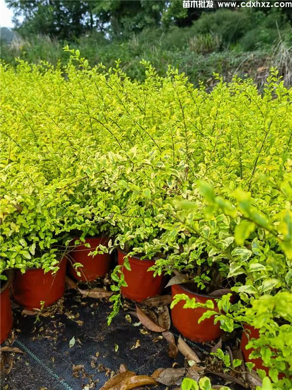 金姬小蜡(图9) 金姬小蜡(图9)