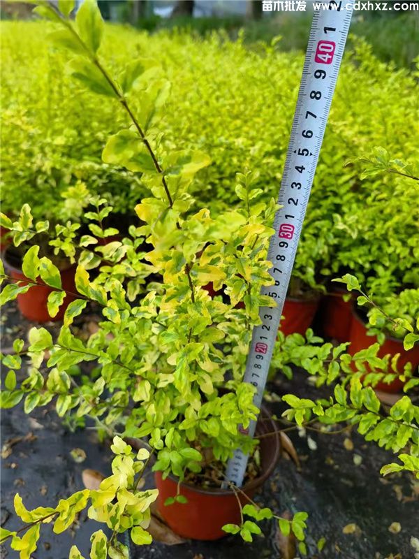 金姬小蜡(图8) 金姬小蜡(图8)