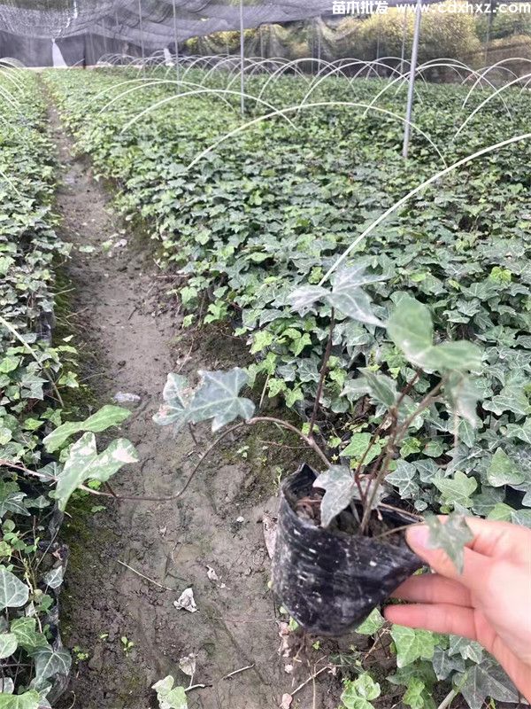 常春藤间隔多少距离种一棵?