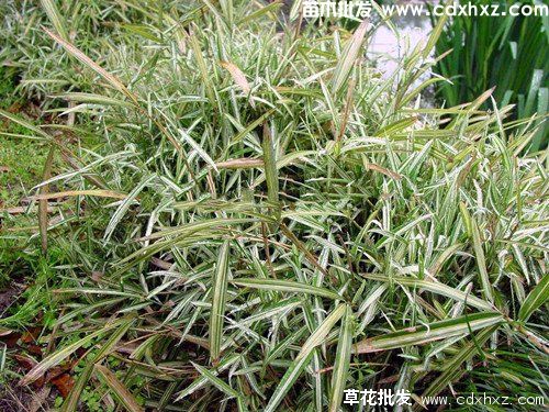 竹子图片 竹子图片