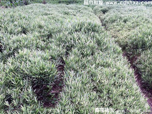 竹子图片 竹子图片