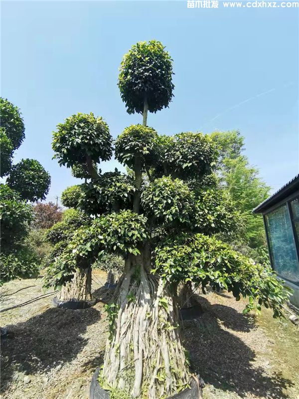 小叶榕基地实拍图片 小叶榕基地实拍图片