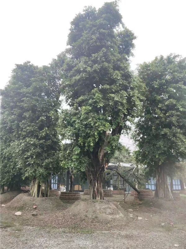 小叶榕基地实拍图片 小叶榕基地实拍图片