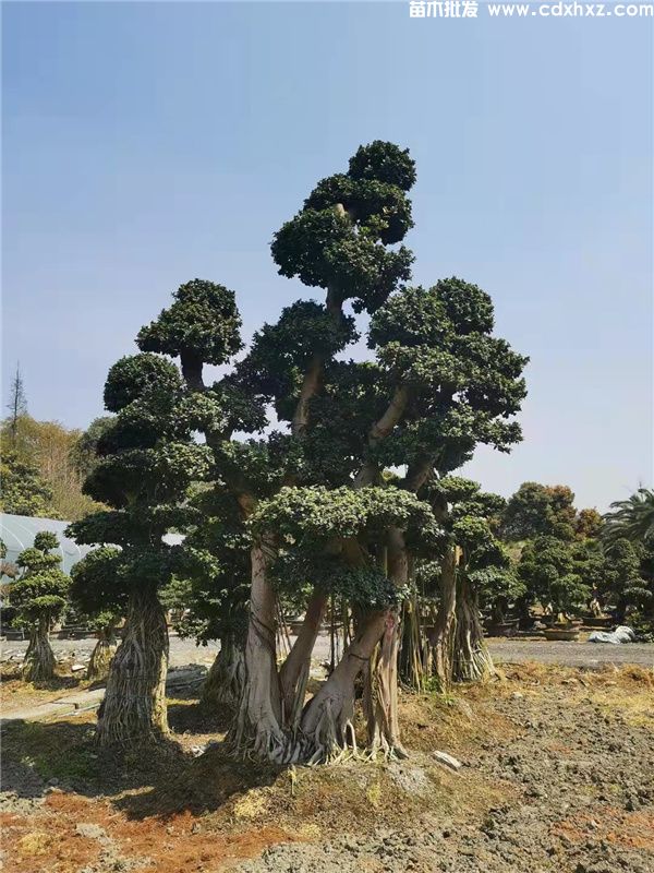 小叶榕基地实拍图片 小叶榕基地实拍图片