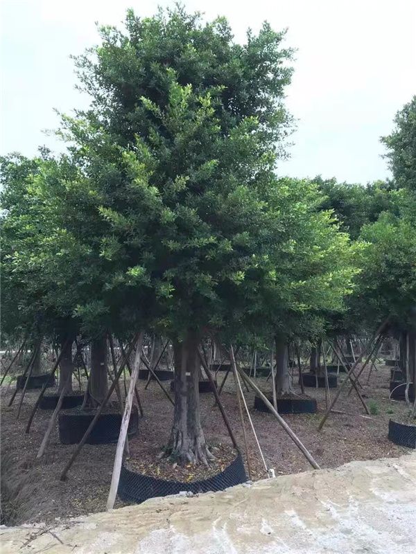小叶榕基地实拍图片 小叶榕基地实拍图片