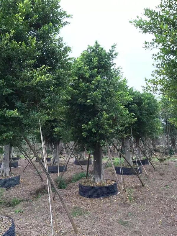 小叶榕基地实拍图片 小叶榕基地实拍图片