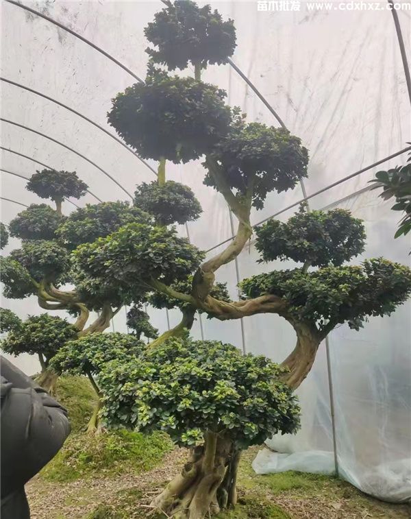 造型小叶榕 造型小叶榕