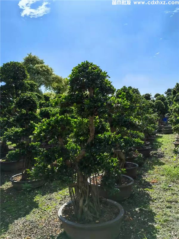 造型小叶榕 造型小叶榕