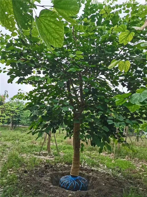 羊蹄甲基地实拍图片