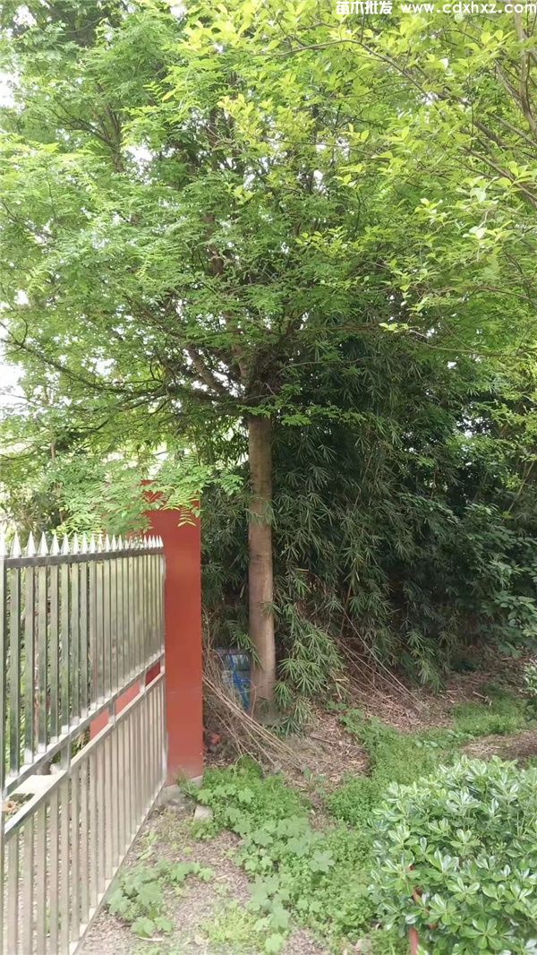 精品皂角树实拍图片 精品皂角树实拍图片