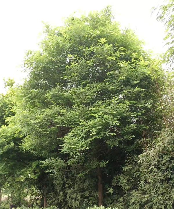 精品皂角树实拍图片 精品皂角树实拍图片