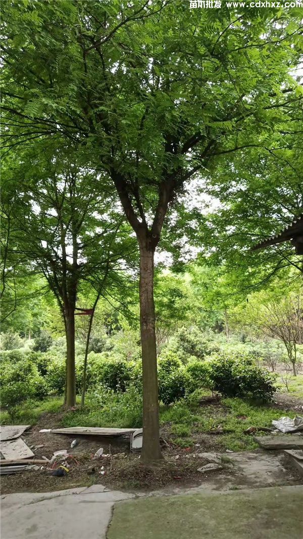 精品皂角树实拍图片 精品皂角树实拍图片