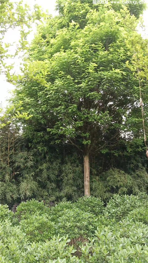 精品皂角树实拍图片 精品皂角树实拍图片