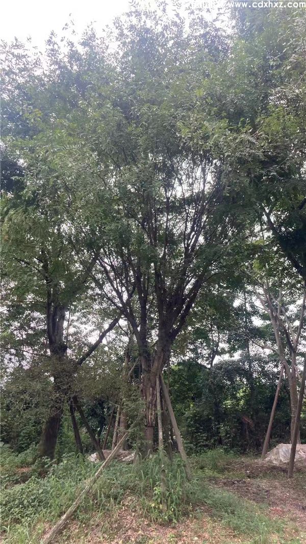 精品皂角树实拍图片 精品皂角树实拍图片