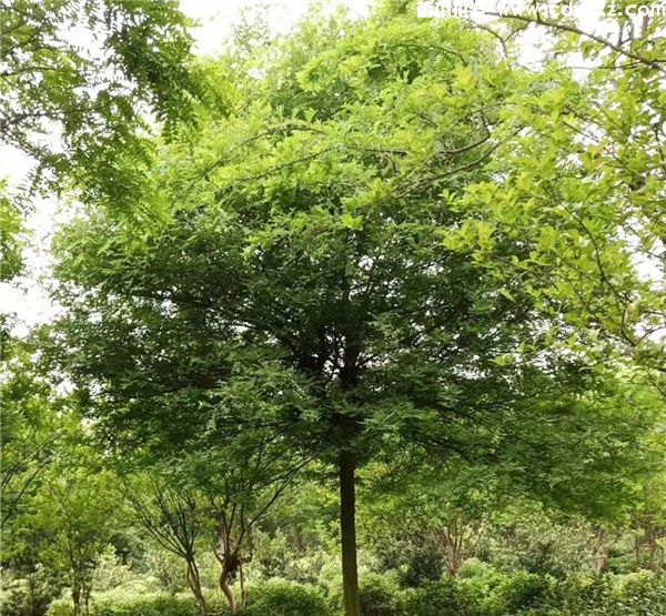 精品皂角树实拍图片 精品皂角树实拍图片