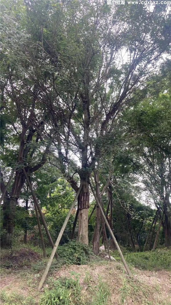 精品皂角树实拍图片 精品皂角树实拍图片