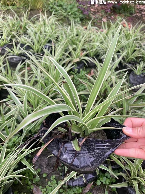 金边吊兰基地实拍图片 金边吊兰基地实拍图片