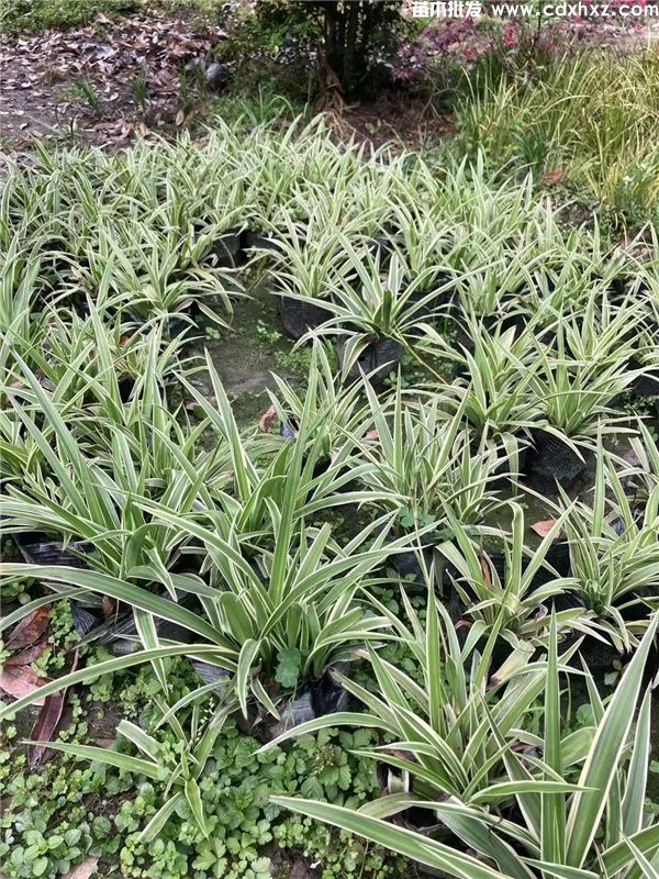 金边吊兰基地实拍图片 金边吊兰基地实拍图片