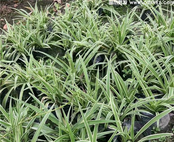 金边吊兰基地实拍图片 金边吊兰基地实拍图片