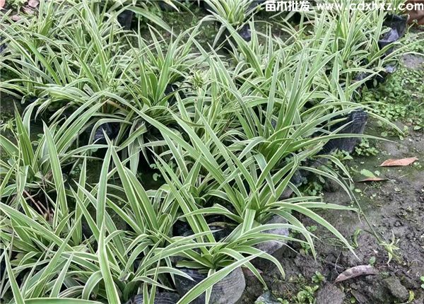 金边吊兰基地实拍图片 金边吊兰基地实拍图片