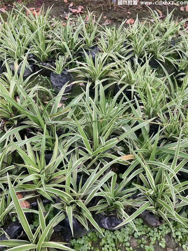 金边吊兰基地实拍图片 金边吊兰基地实拍图片