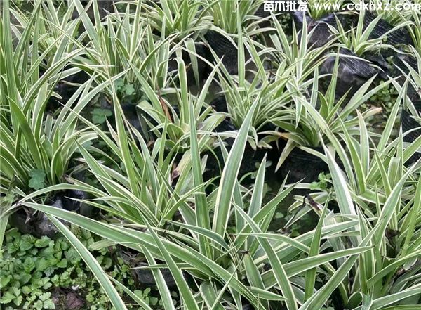 金边吊兰基地实拍图片 金边吊兰基地实拍图片