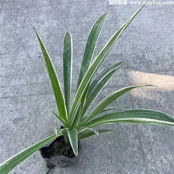 金边吊兰基地实拍图片 金边吊兰基地实拍图片