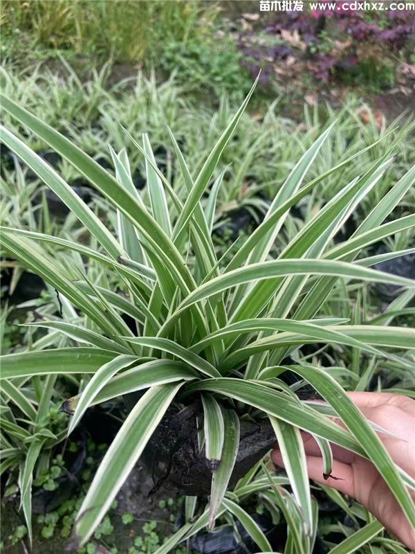 金边吊兰基地实拍图片 金边吊兰基地实拍图片