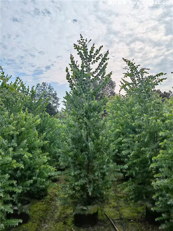 银叶金合欢图片 银叶金合欢图片