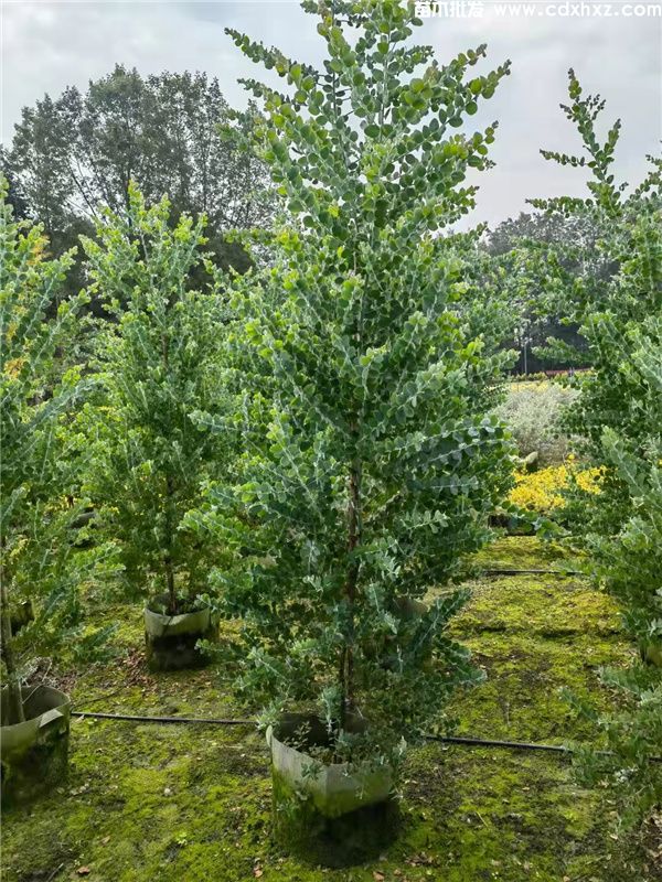 银叶金合欢图片 银叶金合欢图片