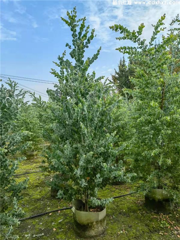 银叶金合欢图片 银叶金合欢图片