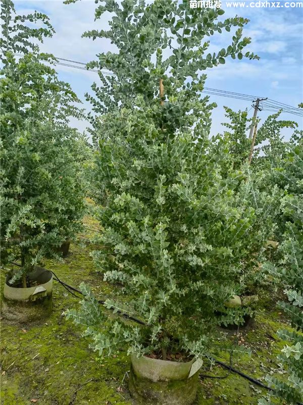 银叶金合欢图片 银叶金合欢图片