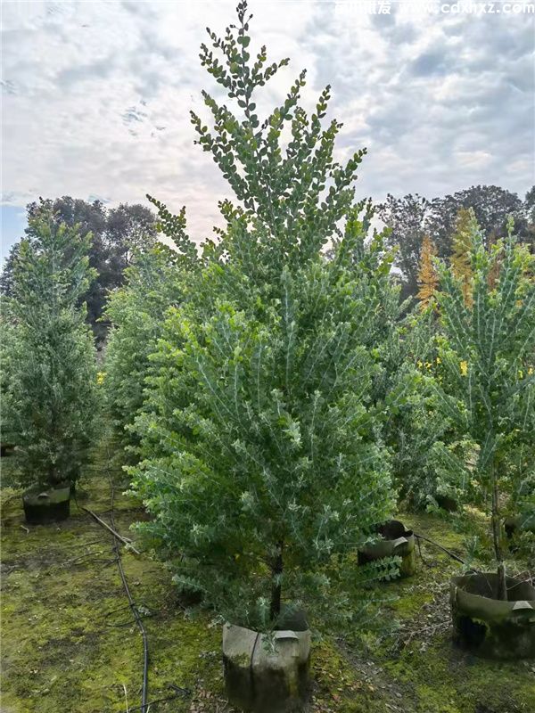 银叶金合欢图片 银叶金合欢图片