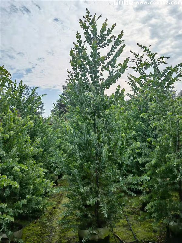 银叶金合欢图片 银叶金合欢图片