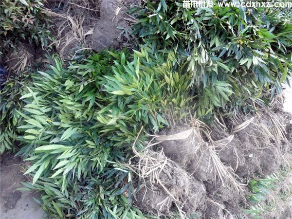 阔叶十大功劳基地实拍图片 阔叶十大功劳基地实拍图片