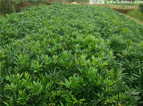 阔叶十大功劳基地实拍图片 阔叶十大功劳基地实拍图片