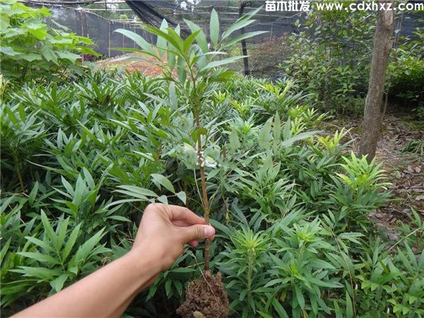 阔叶十大功劳基地实拍图片 阔叶十大功劳基地实拍图片